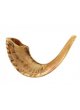 Ram’s Horn Shofars