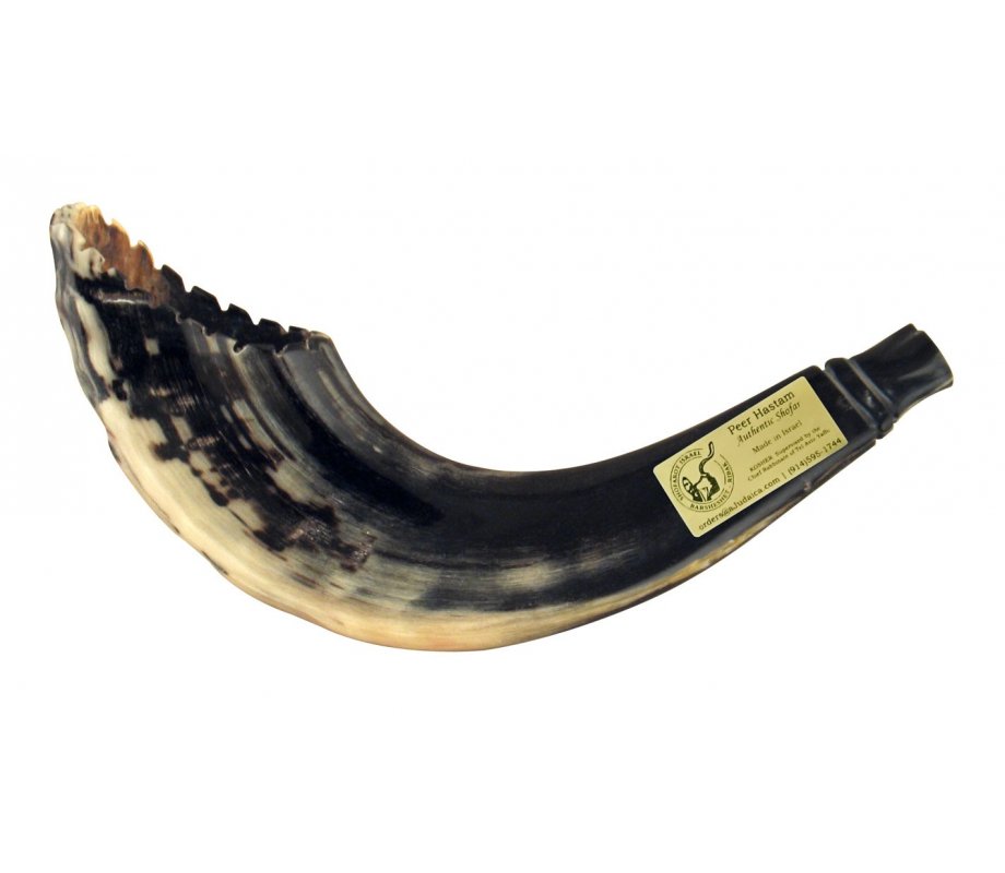 Ram's Horn Shofar Moroccan Style Dark Color with Crown Cut 13